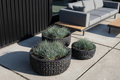 Garden Old Black — bez logo