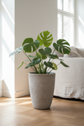 Donica Modern Light Grey 43 cm – lifestyle z monstera w salonie