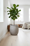 Donica Modern Smoke 49 cm – lifestyle z monstera w salonie